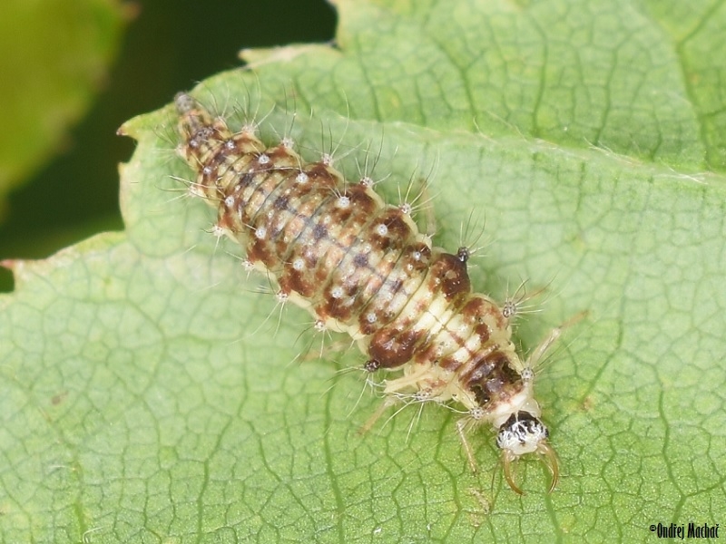 Larva zlatoočky