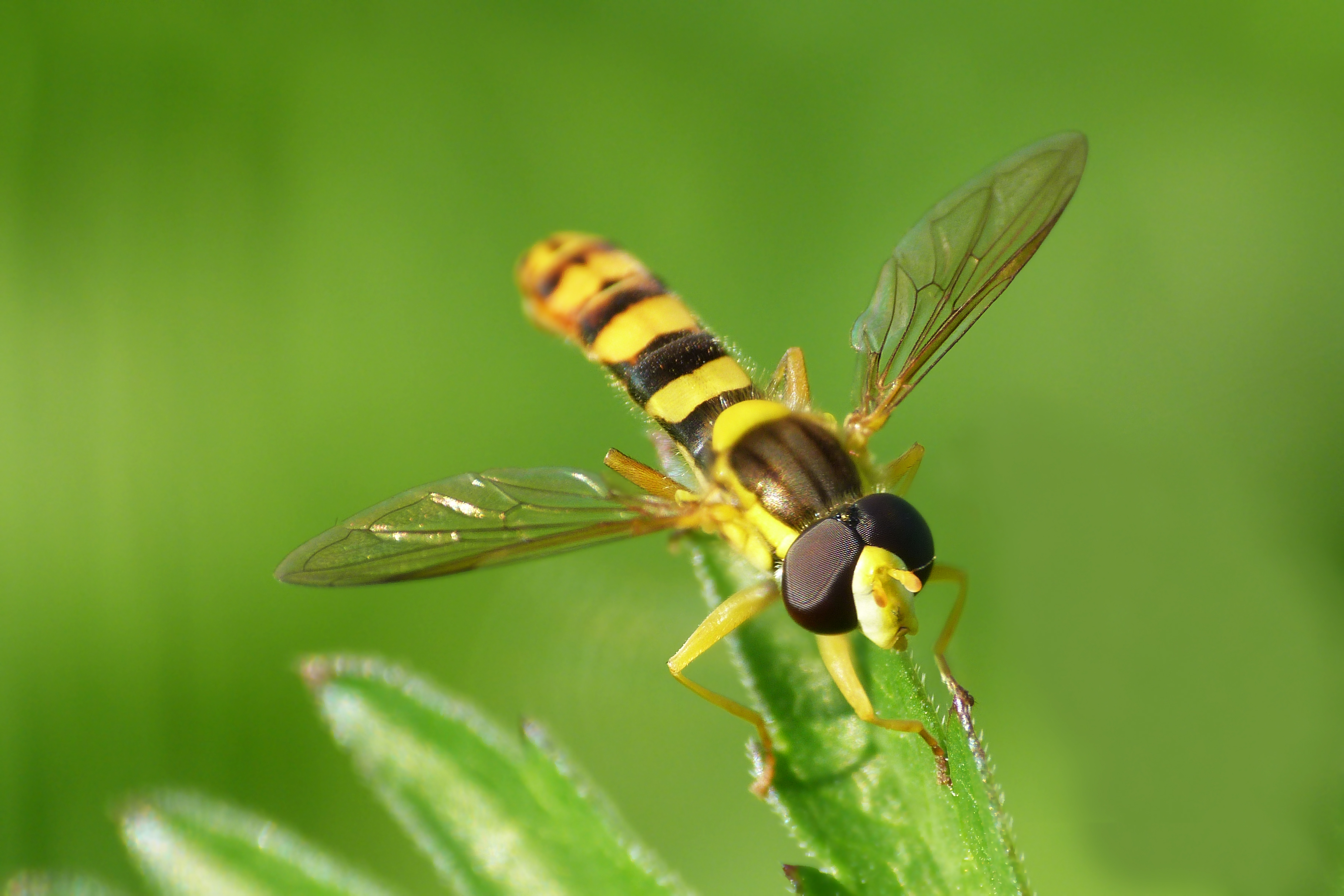 Pestřenka