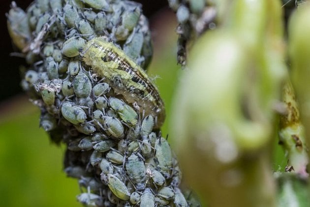 Larva pestřenka