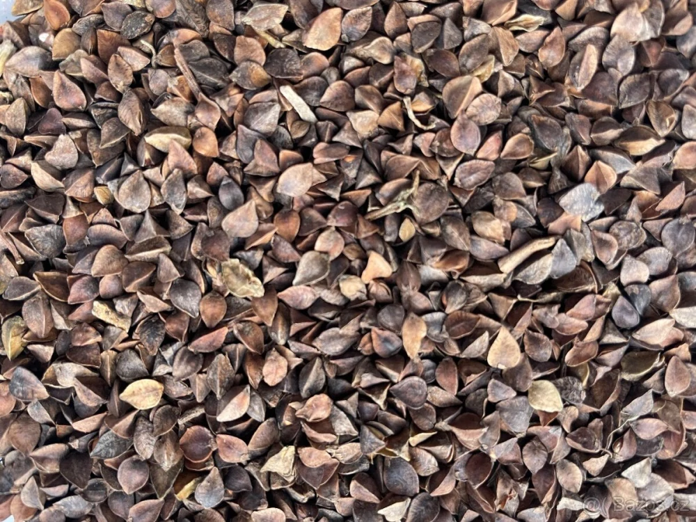 Pohanka obecná - 1kg